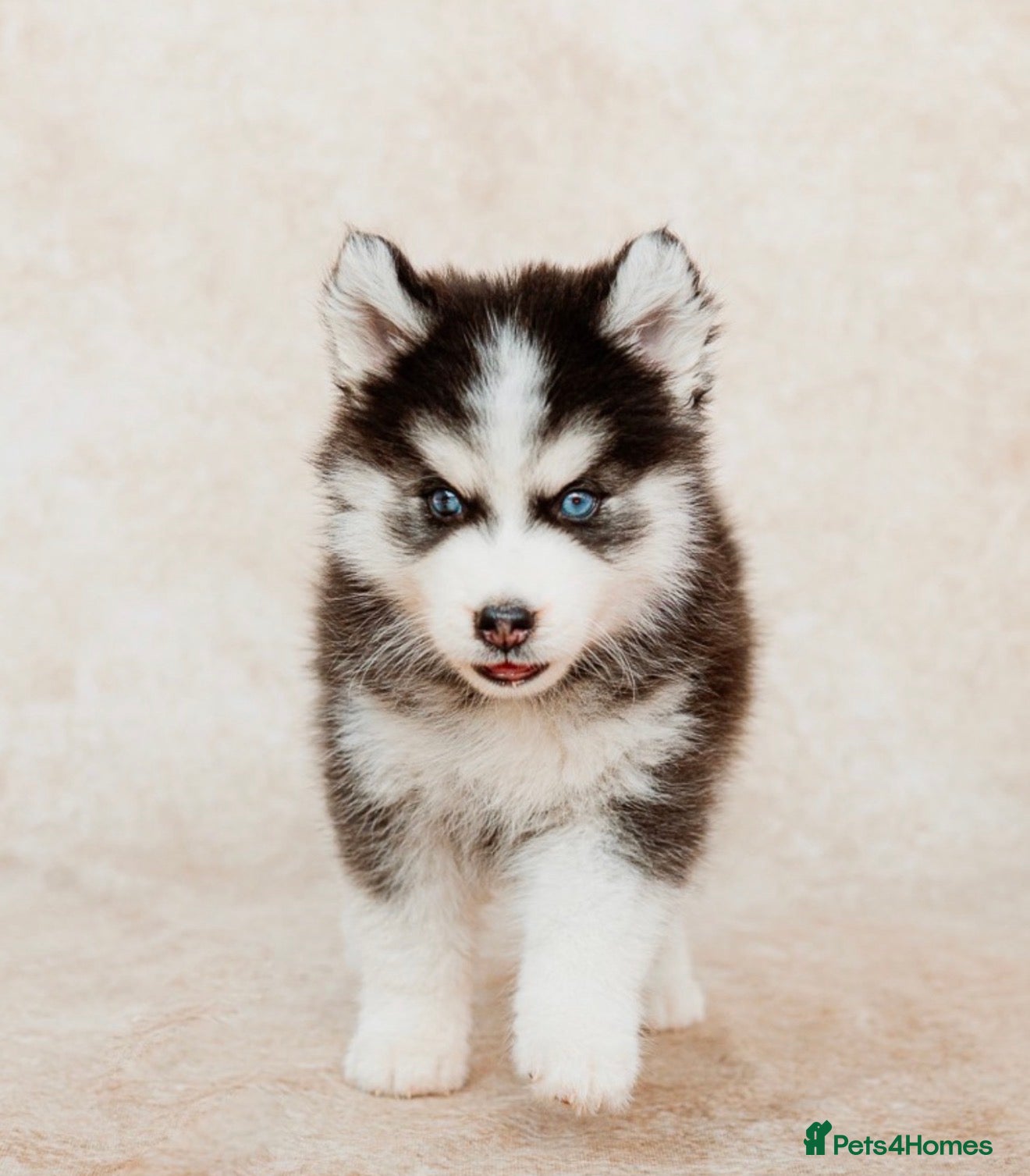 Pomsky dogs F3 Pomsky Puppies - all blue eyed  - Advert 2