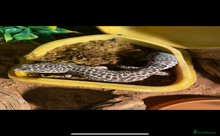 Leopard Gecko reptiles - Advert 1