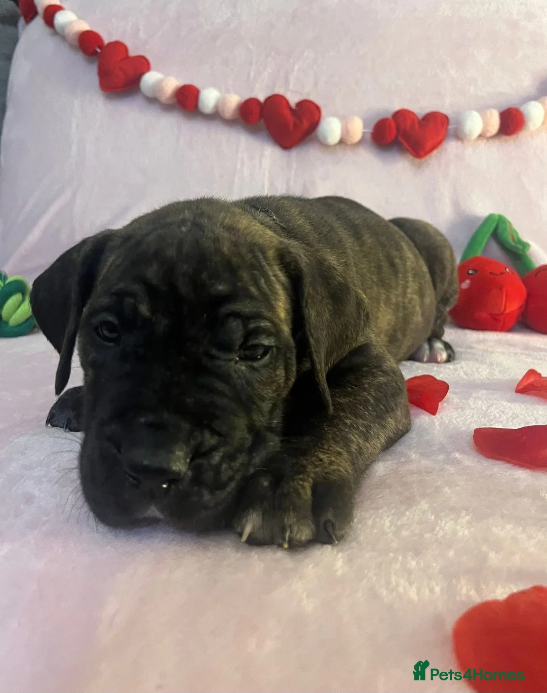Presa Canario dogs for sale: Presa Canario puppies REDUCED  - Advert 5