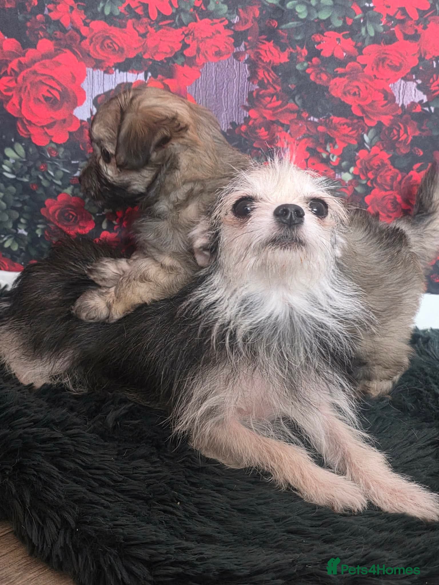 Mixed Breed dogs Stunning little malchi girl 🐾💖🐾 - Advert 2