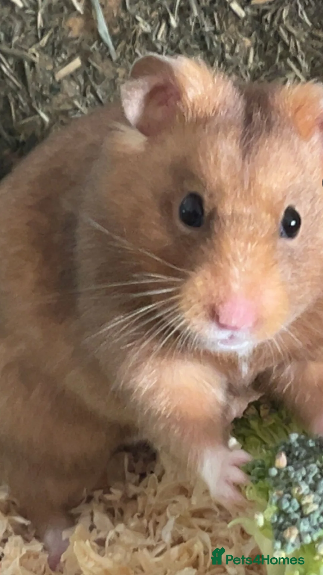 Hamster rodents for sale: Hamster - Advert 2