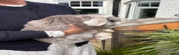 Mini Lop rabbits for sale: Mini lop rabbit in Torquay - Advert 9