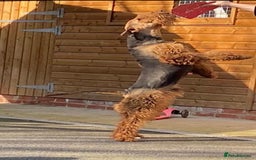 Airedale Terrier dogs for sale: Champion Coralita Airedale puppies  - Image 21