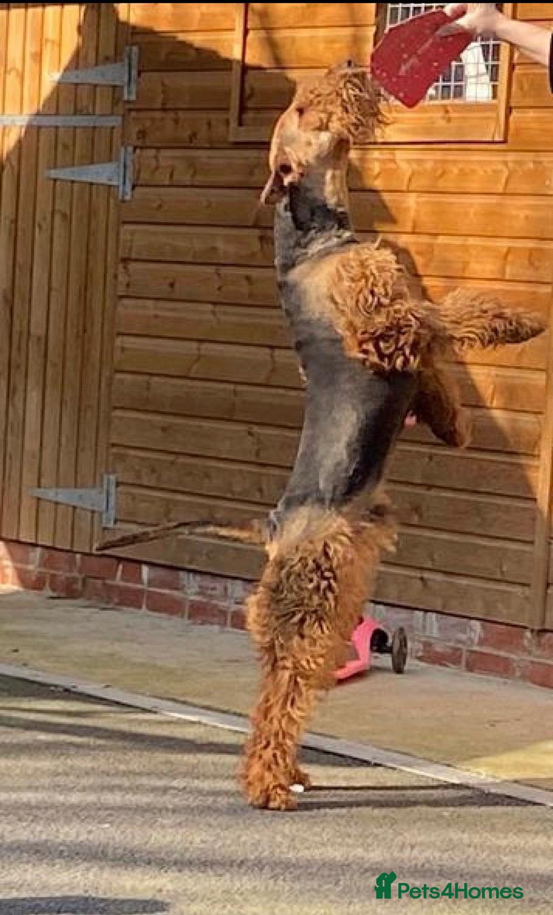 Airedale Terrier dogs for sale: Champion Coralita Airedale puppies  - Image 21
