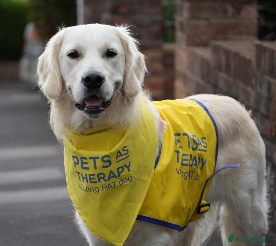 Golden Retriever dogs for stud: Fully health tested therapy dog  - Image 7
