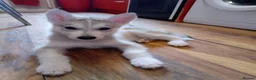 Siberian Husky dogs for sale: Stunning Siberian Husky puppies for sale - Advert 12