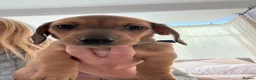 Miniature Dachshund dogs for sale: RED DAPPLE MINIATURE DACHSHUND  - Advert 19