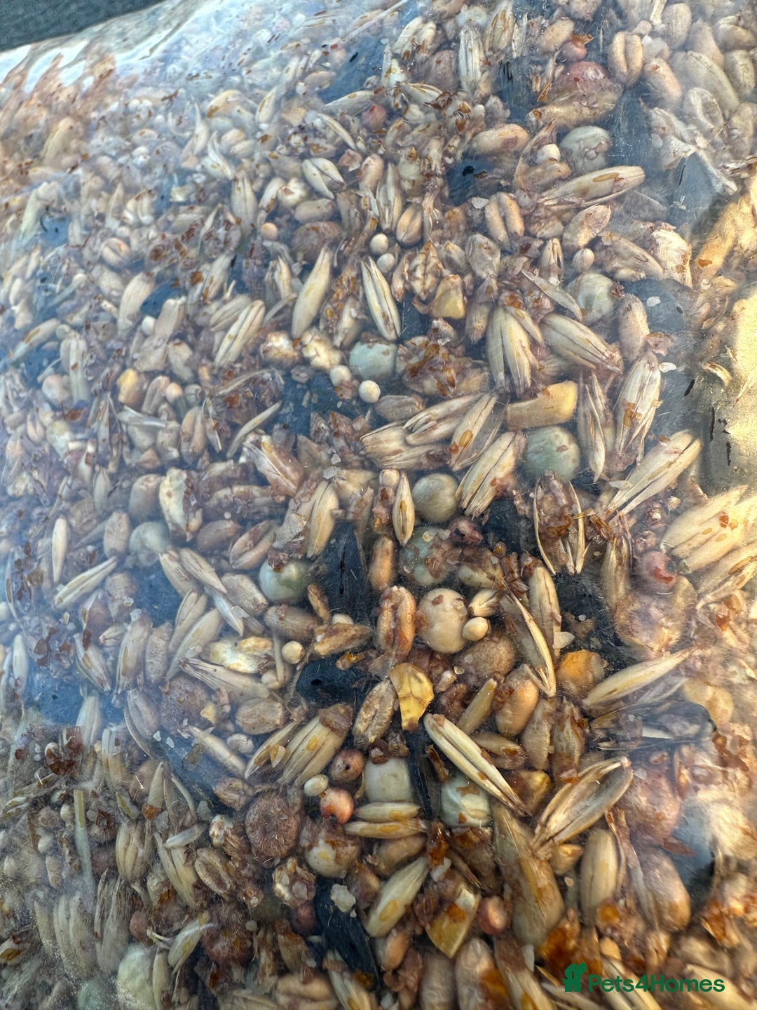 Mixed Breed poultry for sale: Pilling Poultry Power Boost - They LOVE it - Advert 5