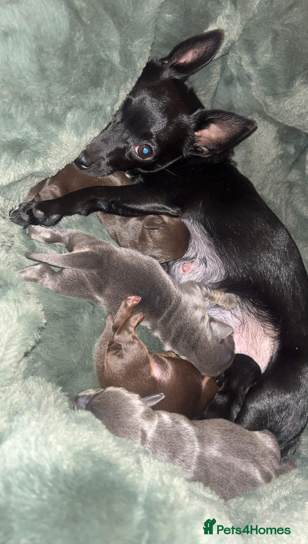 Chiweenie dogs for sale: Miniature Dachshund x Chihuahua  - Advert 19