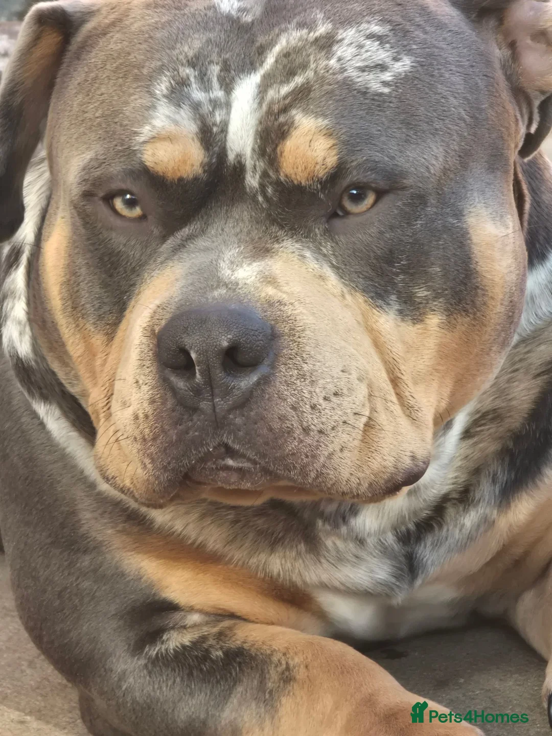 American Bully dogs for stud: ABKC Registered Male Stud "Thor" . - Advert 2