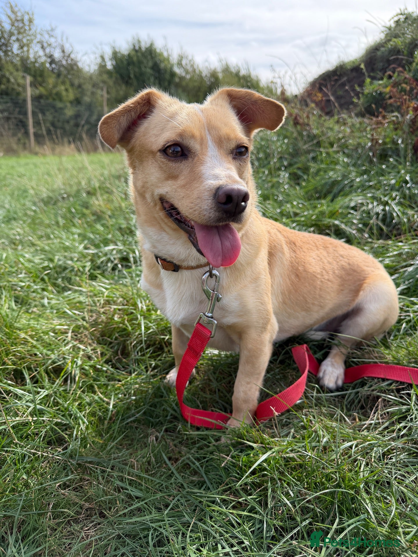 Mixed Breed dogs Klara, could you be her special person ❤️ - Advert 2