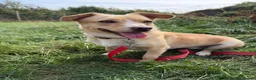 Mixed Breed dogs for adoption: Klara, could you be her special person ❤️ - Advert 1