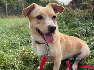 Mixed Breed dogs Klara, could you be her special person ❤️ - Advert 2
