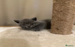 British Shorthair cats for sale: British Shorthair kittens Lilac/Blue 3 Girls 1 Boy - Image 13