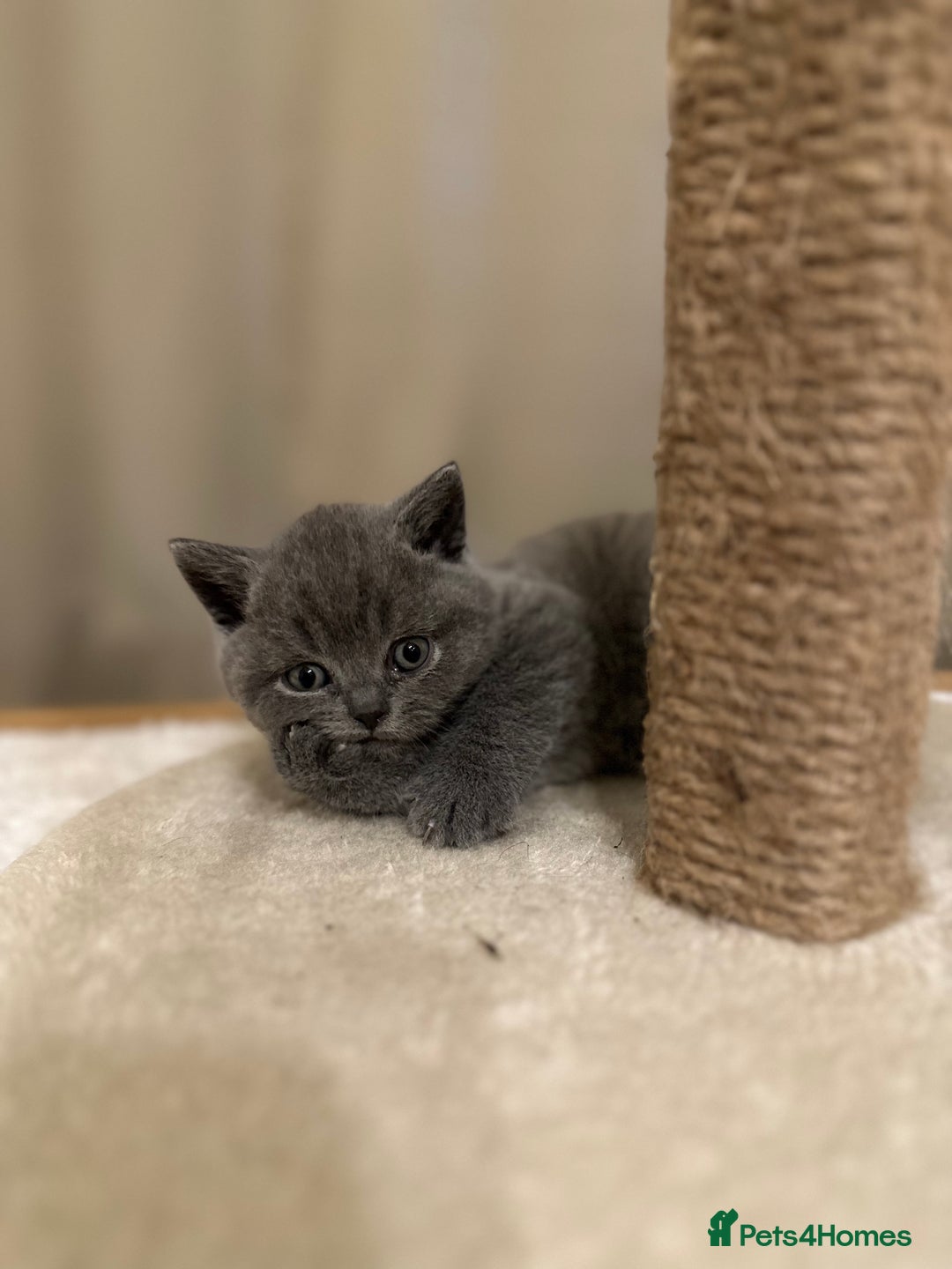 British Shorthair cats for sale: British Shorthair kittens Lilac/Blue 3 Girls 1 Boy - Image 13