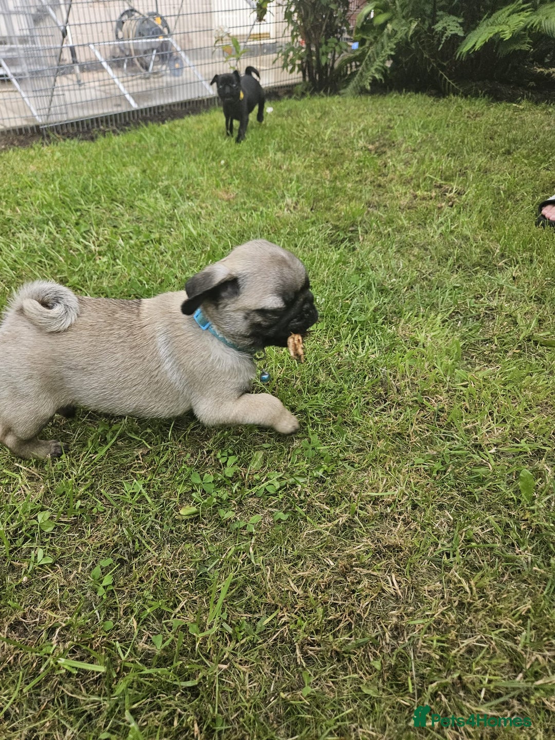 Pug dogs for sale: chipped✔️ 1st vac✔️ 2nd vac✔️ vet health check✔️  - Image 13
