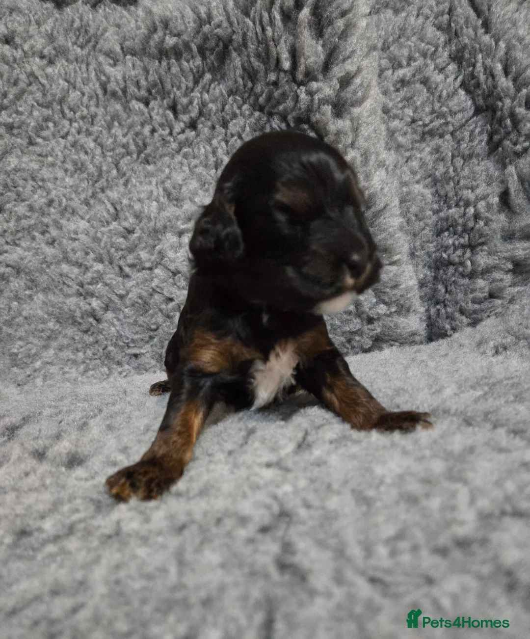 Cockapoo dogs for sale: Adorable F1b Cockapoo Pups Amazing Colours - Advert 30