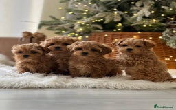 Maltipoo dogs for sale: playful Maltipoo puppies for sale  - Image 6