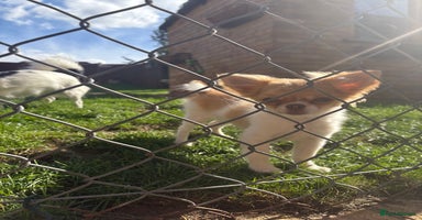 Chihuahua dogs - Advert 4