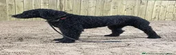 Bordoodle dogs for sale: Stunning Black Bordoodle Girls - Advert 3