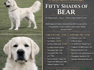 Golden Retriever dogs Bear - EXTENSIVELY HEALTH TESTED ICT CLEAR 1&2 - Advert 1