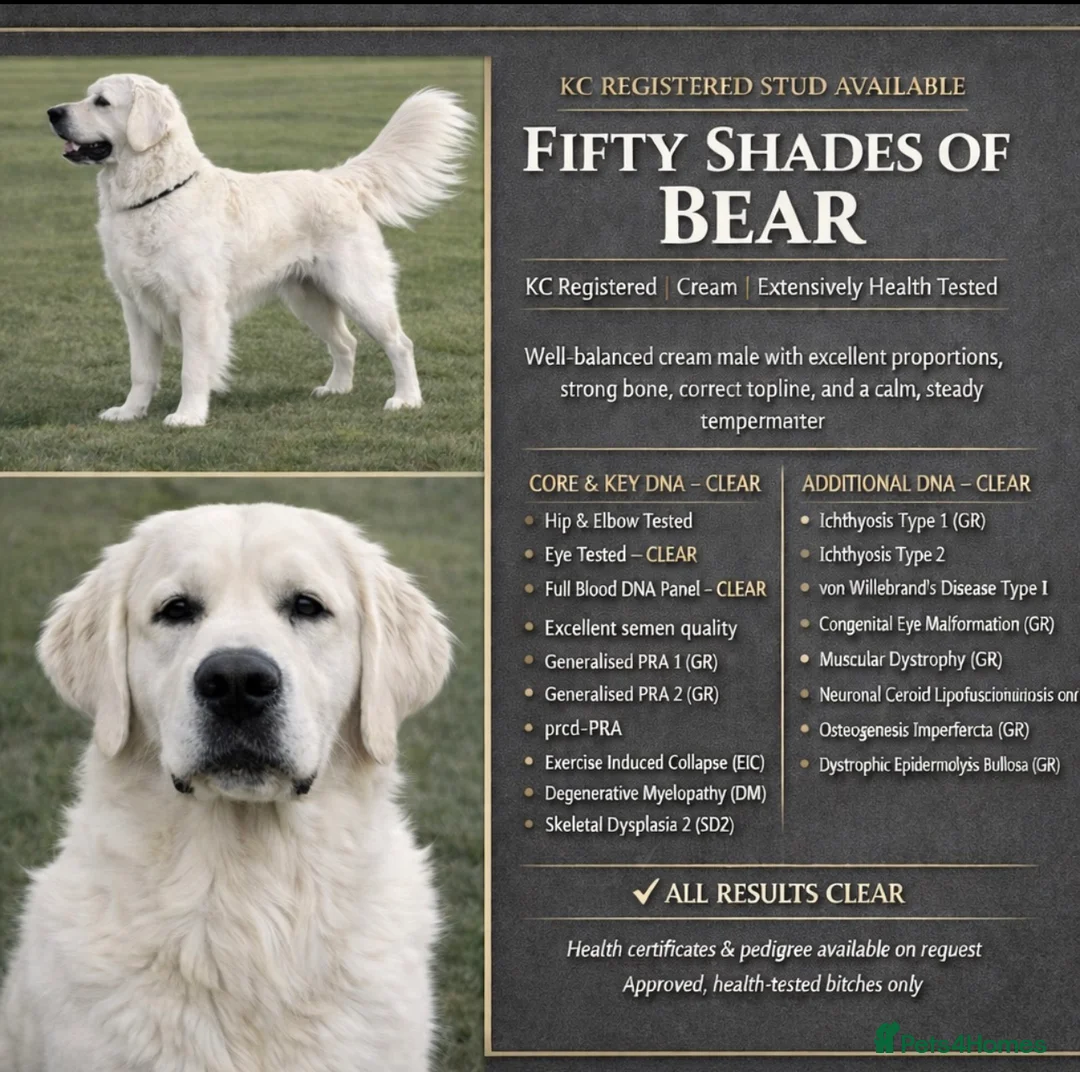 Golden Retriever dogs for stud: 💙 COMPLETLEY DNA CLEAR, ict 1 & 2 CLEAR💙 - Advert 1