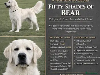 Golden Retriever dogs Bear - EXTENSIVELY HEALTH TESTED ICT CLEAR 1&2 - Advert 1