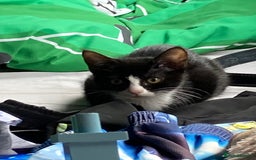 Mixed Breed cats for sale: Girl kitten - Image 2