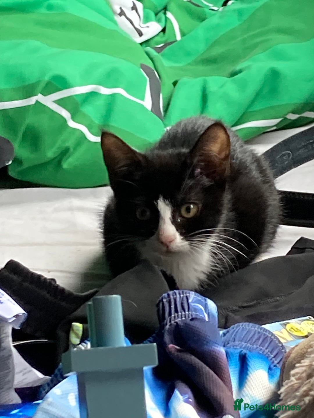 Mixed Breed cats for sale: Girl kitten - Image 2