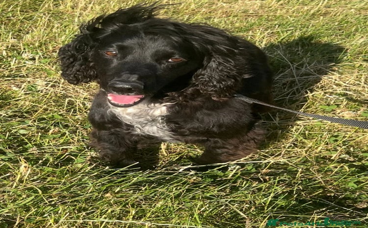 Cocker Spaniel dogs - Advert 1