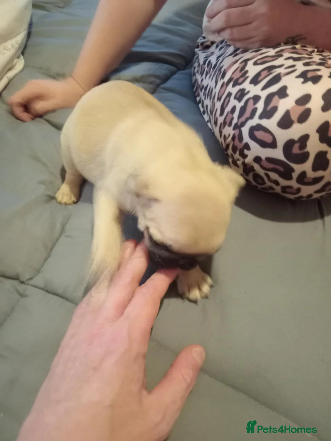 Pug dogs for sale: I have a lovely litter off pug pups for sale  - Advert 9