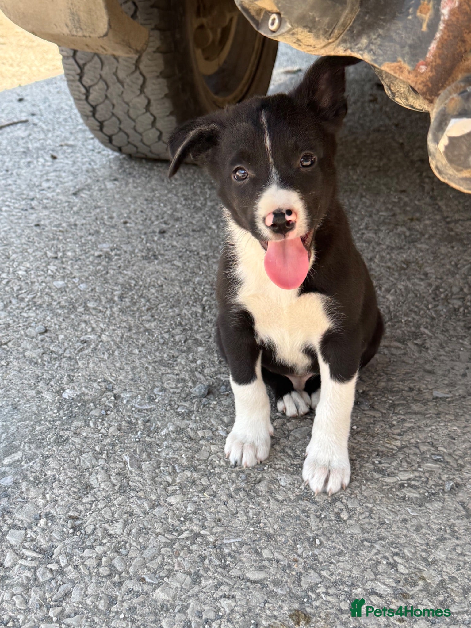 Mixed Breed dogs 2 Border collie pups  - Advert 10