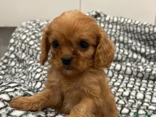 Cavapoo dogs F1 cavapoo - Advert 16