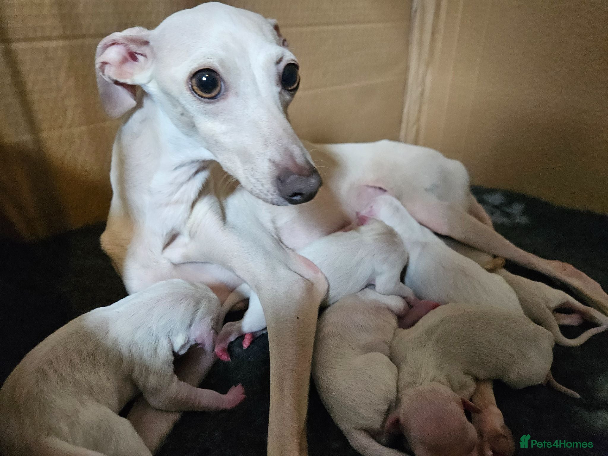 Italian Greyhound dogs 🤍 KC Registered Italian Greyhound Puppies 🤍 - Advert 6