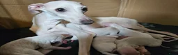 Italian Greyhound dogs for sale: 🤍 KC Registered Italian Greyhound Puppies 🤍 - Advert 1