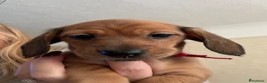 Rosie