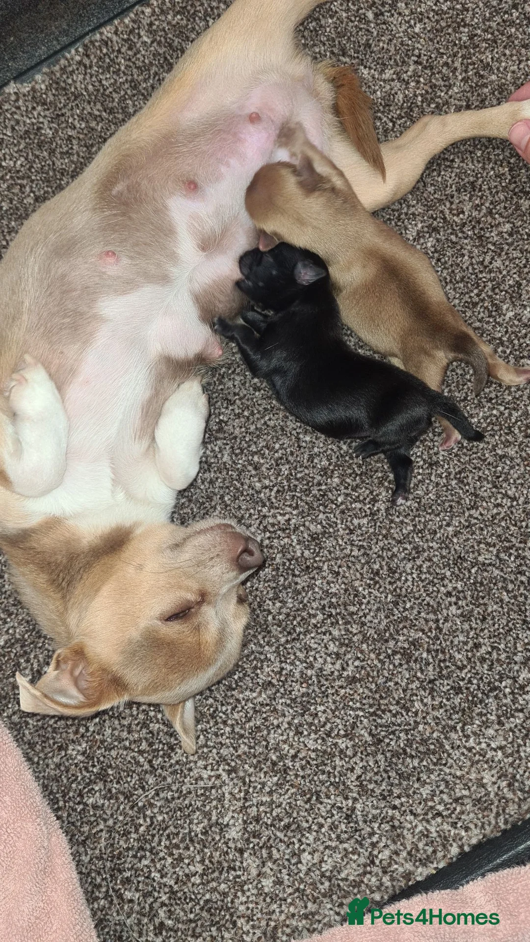 Pomchi dogs for sale: POMCHI GIRLS in Harlow - Advert 1
