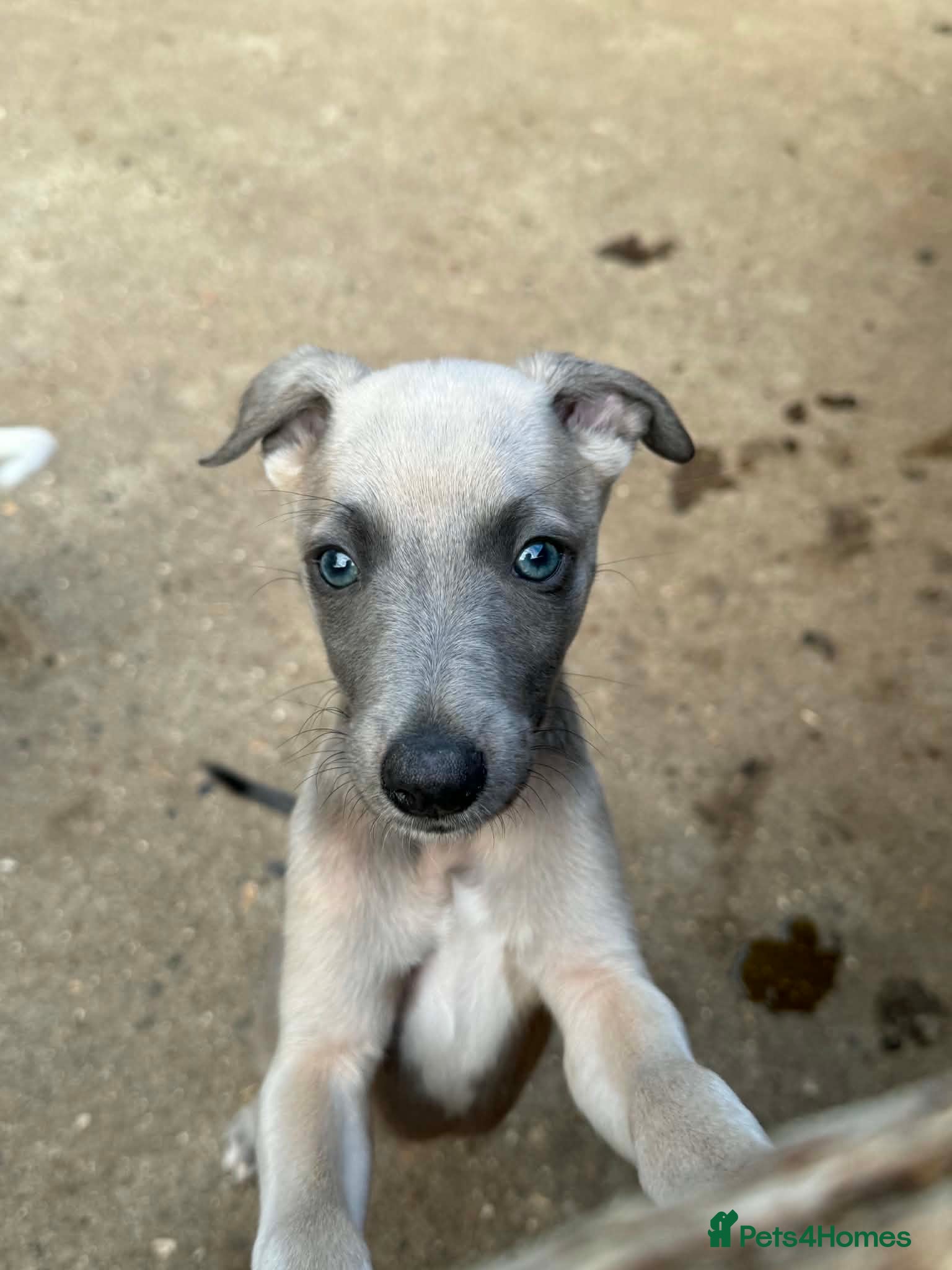 Whippet dogs Whippet Puppies for sale  - Advert 4