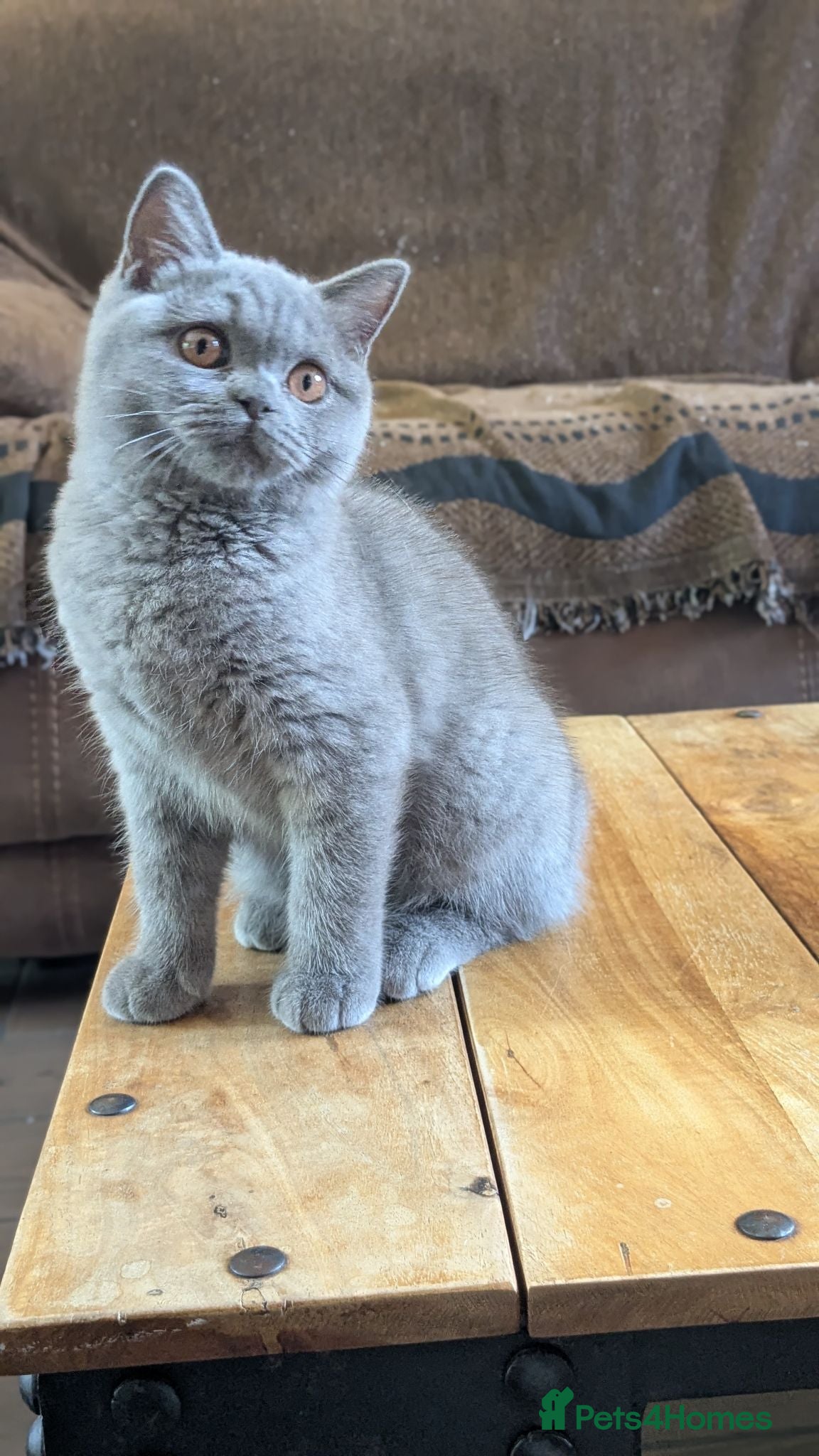 Scottish Fold cats Beautiful pedigree Scottish Straight female  - Advert 18