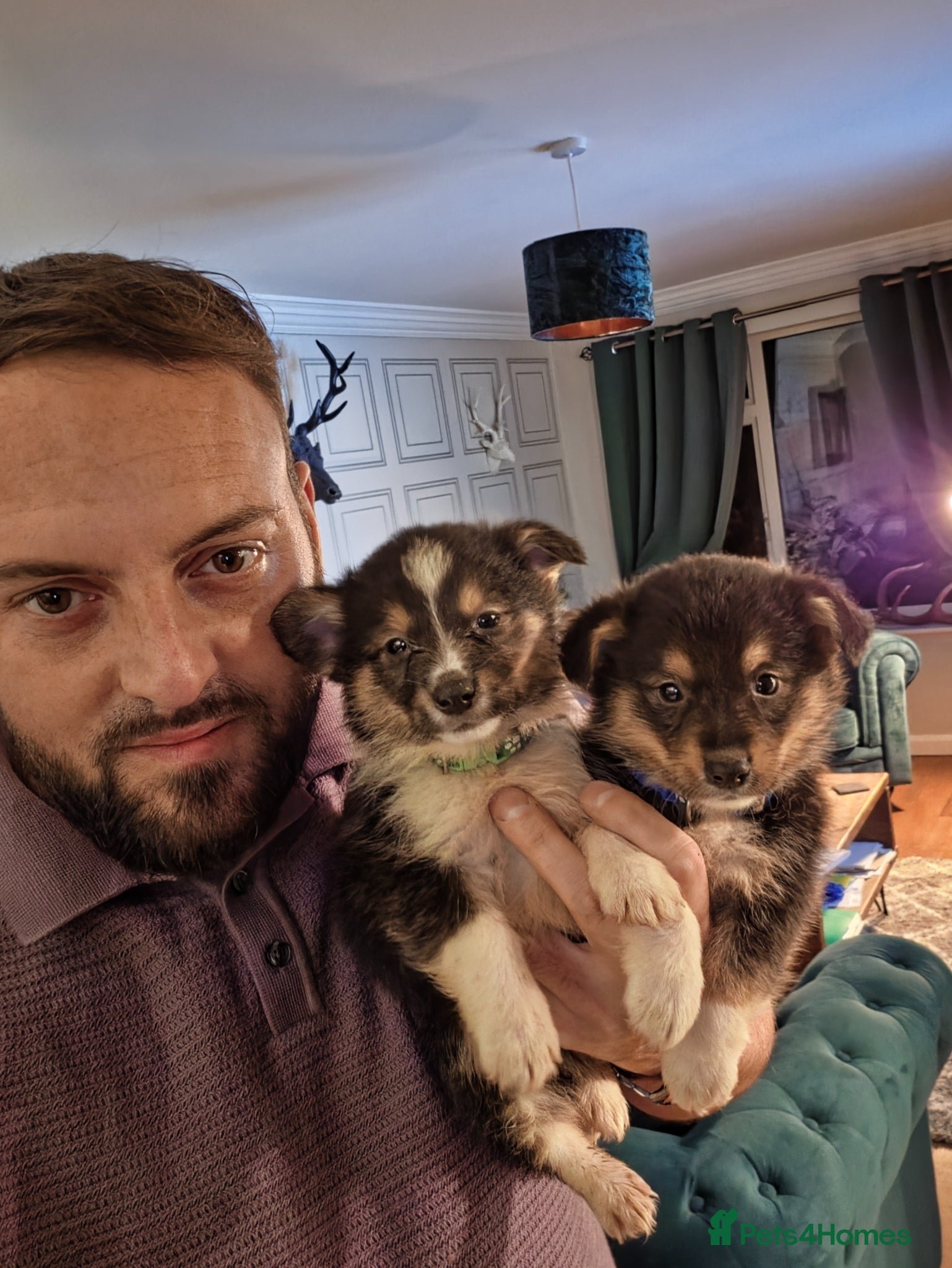 Mixed Breed dogs Rare Shorgi's! 2 boys left 💙💚 - Advert 1