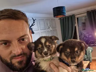 Mixed Breed dogs Rare Shorgi's! 2 boys left 💙💚 - Advert 2