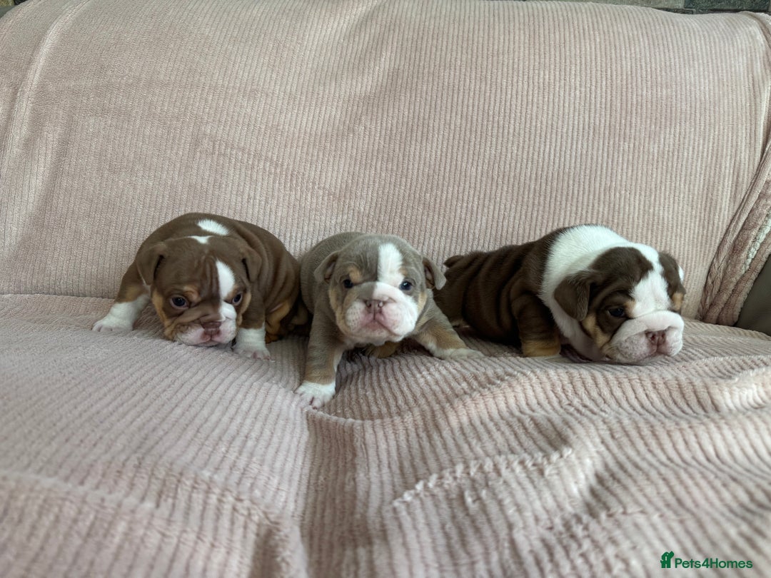 English Bulldog dogs for sale: English bulldogs  - Advert 1