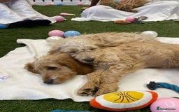 Cockapoo dogs for sale: 🐾STUNNING F1 COCKERPOOS REG BREEDER🐾 - Image 1
