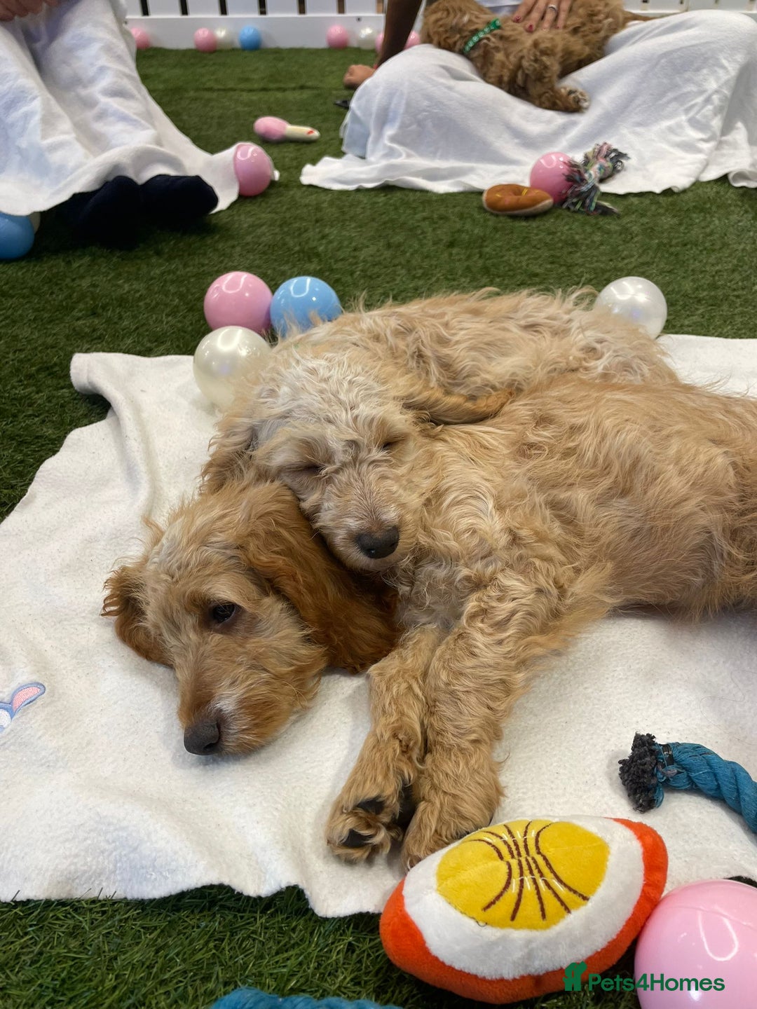Cockapoo dogs for sale: 🐾STUNNING F1 COCKERPOOS REG BREEDER🐾 - Image 1
