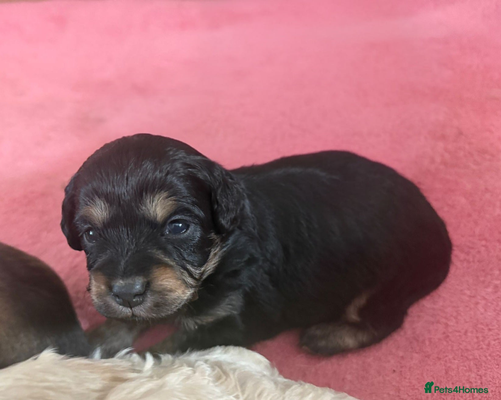 Mixed Breed dogs Extremely cute cockapomapoo puppys - Advert 12