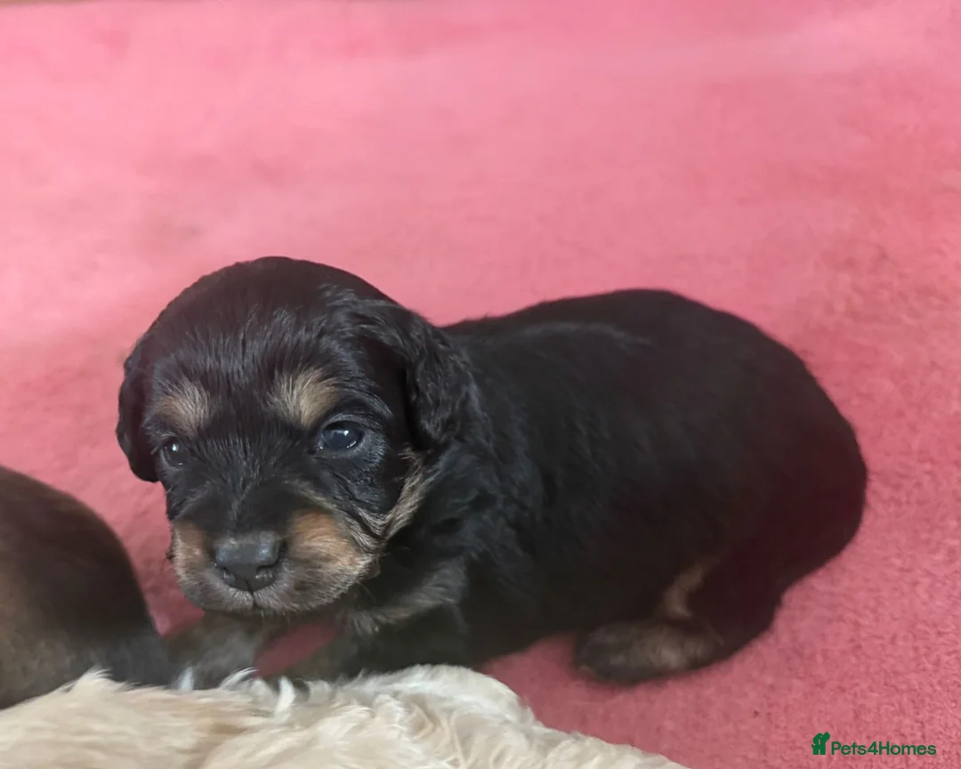 Mixed Breed dogs for sale: Extremely cute cockapomapoo puppys - Advert 1
