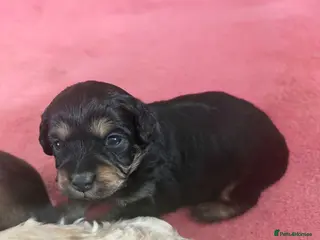Mixed Breed dogs Extremely cute cockapomapoo puppys - Advert 16