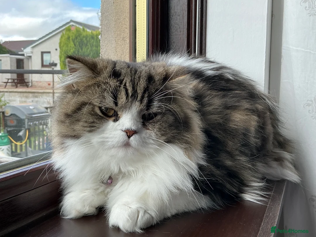 Scottish Fold cats for sale: Scottish fold looking for a lovely home  in Aberdeen - Advert 5