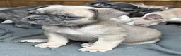 Frug dogs for sale: 7 Beautiful Frug Puppies in Llanarth - Advert 5