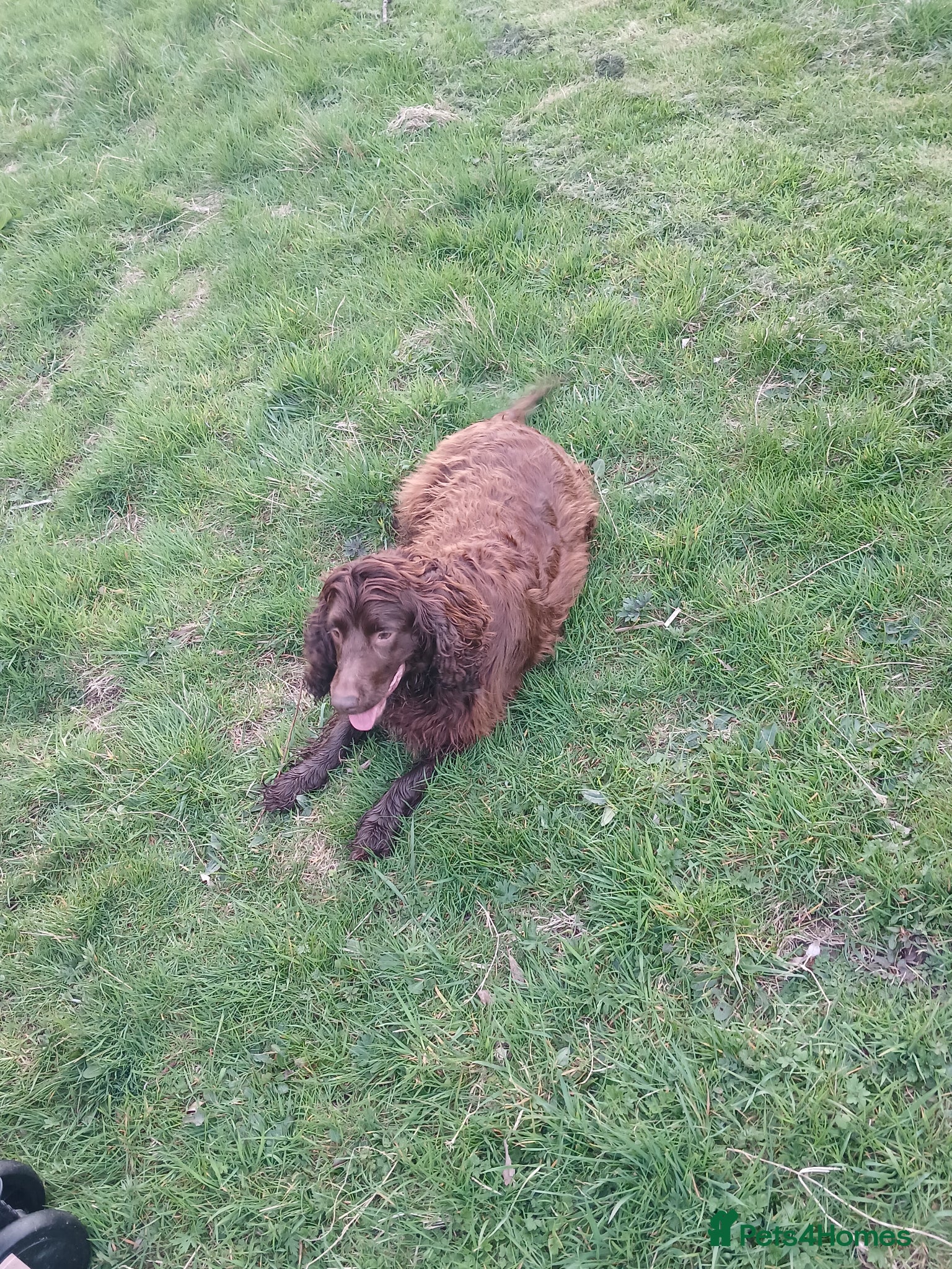 Sprocker dogs Cocker spaniel - Advert 8